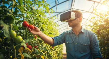 Farmer uses VR headset to monitor tomatoes in greenhouse, embracing technology for sustainable agriculture