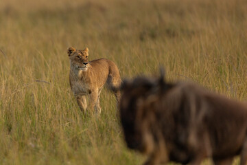lionness