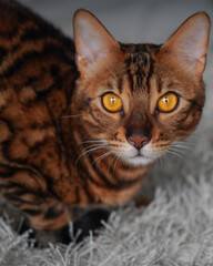 Naklejka premium Cat with yellow eyes