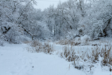 Frozen River in Winter Forest