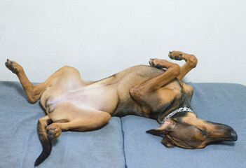 The dog lies on the couch.