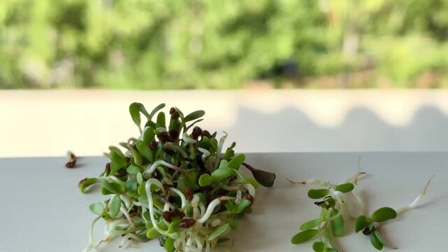 Radish Microgreens Piled on Tabletop &ndash; Edible Sprouts and Organic Plant-Based Nutrition.