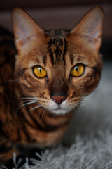Red cat, Bengal cat