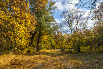 Sunny Autumn Forest with vibrant leaves