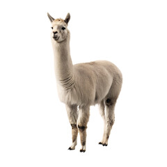White llama standing facing forward isolated on a transparent background alpaca animal
