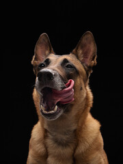 A tan dog sits with ears up and mouth open, eyes lifted upward in a joyful candid studio portrait.