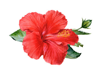 Fototapeta premium Watercolor Realistic Hibiscus Flowers Illustration, Tropical Botanical Collection