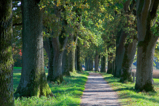 Eichenbaum-Allee mit Weg, Bayern, Deutschland