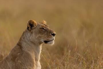 lion in the grass