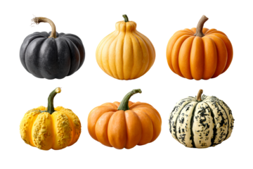 Colorful pumpkins on a clear background