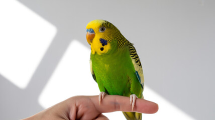 Naklejka premium A green and yellow budgie perched on a persons finger, isolated on white background, showcasing its vibrant plumage and curious expression