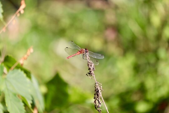 Red dragonfly resting outdoors - Powered by Adobe