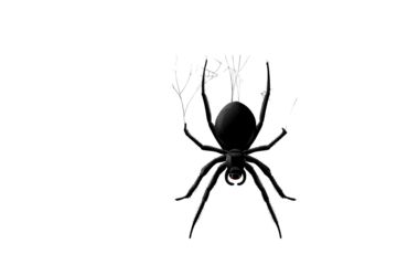 Realistic black spider with detailed legs and body