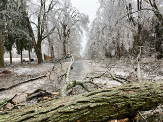 Fallen tree blocking road after heavy ice storm