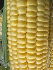 Fresh corn on the cob close up.
Sweet yellow corn with husk, close up detail. Natural vegetable...