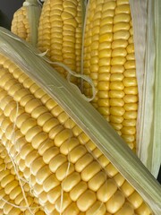 Fresh corn on the cob close up.
Sweet yellow corn with husk, close up detail. Natural vegetable background, perfect for healthy food, harvest and agriculture concepts.