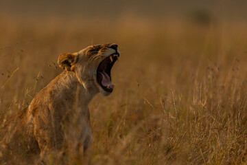 lion yawning