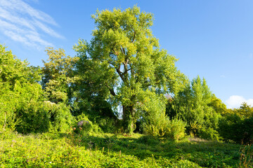Remarkable black poplar in  the Park of  Saint-Germain island.  Issy-les-Moulineaux city