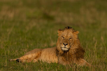 lion in the grass