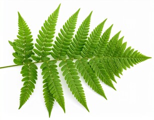 Vibrant Green Fern Leaf Isolated on White Background