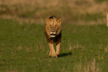 lion in the grass