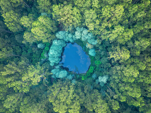 Aerial view of a round rainforest pond surrounded by concentric rings of trees and vegetation, Victoria, Australia