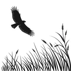 Hawk circling above field silhouette
