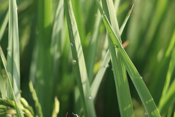 Obraz premium Close-up of Fresh Green Grass Blades – Natural Field Macro Photography Background for Nature and Agriculture 