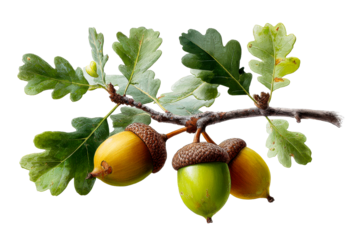Acorns and leaves on an oak branch in nature