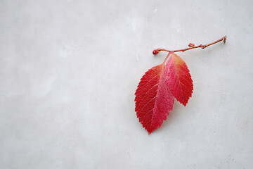 solitary red leaf contrasts beautifully against smooth gray concrete surface