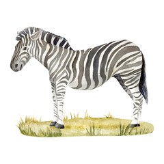  Hand-drawn watercolor illustration with zebra stay on grass. No background. Safari park. Wall decal. Encyclopedia.