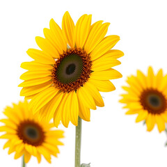 Obraz premium A single bright yellow sunflower with green leaves and stem isolated on transparent background A single bright yellow sunflower with green leaves and stem isolated on transparent background