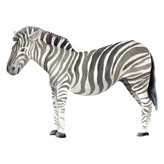 Hand-drawn watercolor zebra. No background. Safari park. Wall decal. Encyclopedia. Printable on any materials.