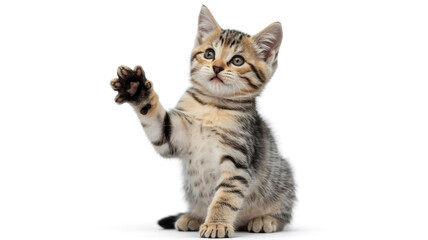 Obraz premium Adorable tabby kitten isolated on white background the kitten is sitting up and looking up with its paw raised in the air, like waving