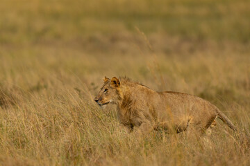 lion cub in the masai mara