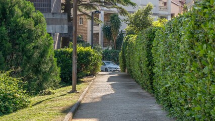 Street sidewalk in sunny day with green foliage and bushes with green lawn and grass with sun and shadows background