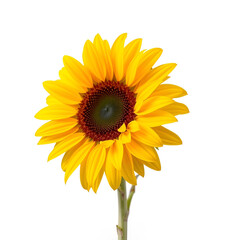 Fototapeta premium A single bright yellow sunflower with green leaves and stem isolated on transparent background A single bright yellow sunflower with green leaves and stem isolated on transparent background