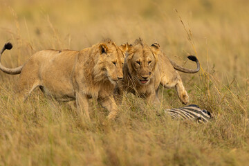 lion and lioness