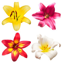 Collection head lily flower isolated on white background. Top view, flat design, florist business concept