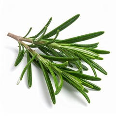 Fototapeta premium Rosemary branch with green leaves, isolated on a white background