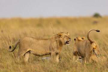 lioness in the savannah