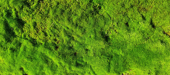 Green moss close-up for design background. Selective focus