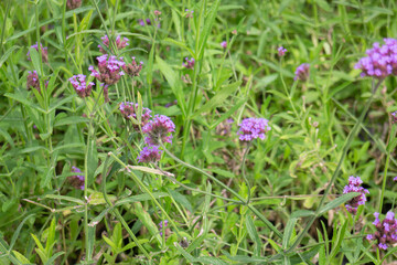 Relaxing view of natural greenery of tropical foliage plant