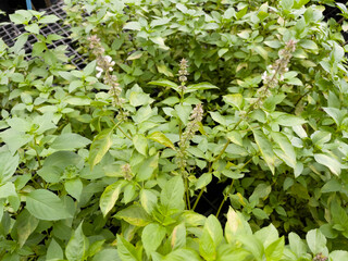 Relaxing view of natural greenery of tropical foliage plant