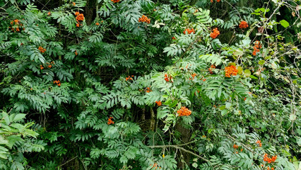 Spruce and rowan branches with berries in a natural forest. Natural texture for the background.