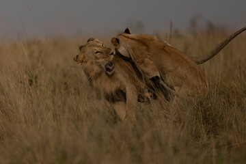 lion fighting