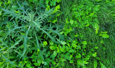 close-up lawn of mixed grass in the morning for background and text. Selective focus.
