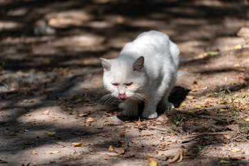 A stray, hungry white cat eats greedily wet food from the dirty ground, sticking out its tongue in the sunlight.