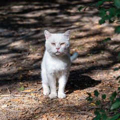 A homeless white hungry cat with yellow sick eyes looks at the camera, standing on the dirty ground and illuminated by sunlight, square photo.