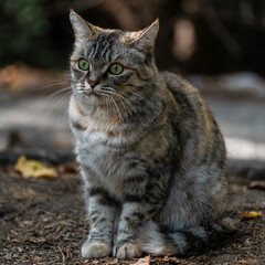 A stray mongrel gray striped cat looks forward in fright, sitting on the dirty ground, square photo.